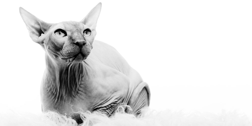 Chat Sphynx