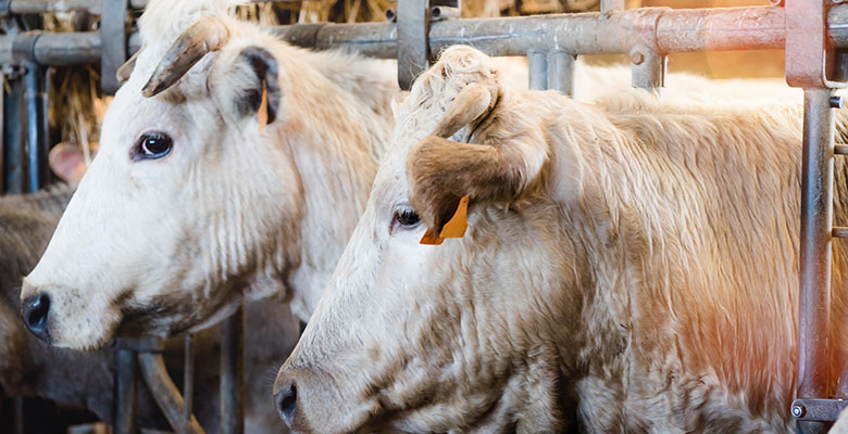 Vaches charolaises à l'étable