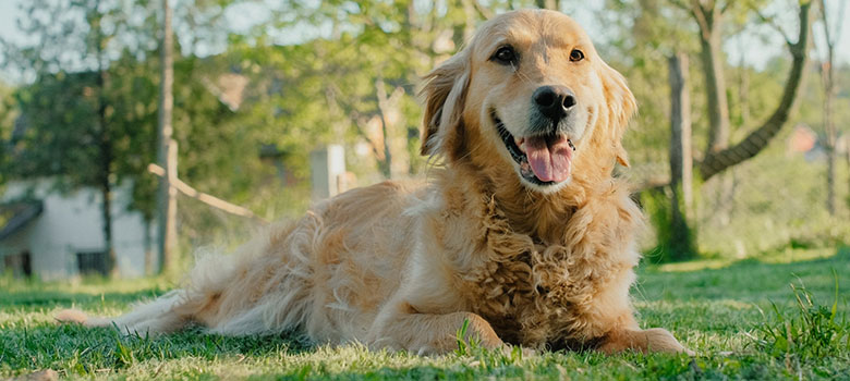 Chienne golden retriever allongée dans l'herbe - La Prévention Médicale