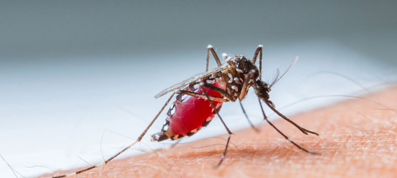 Décès au cours d’un accès palustre à Plasmodium falciparum