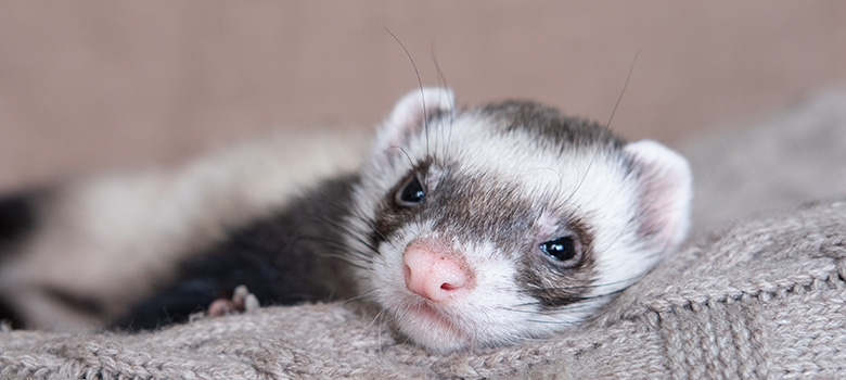 Un furet allongé sur une couverture - La Prévention Médicale