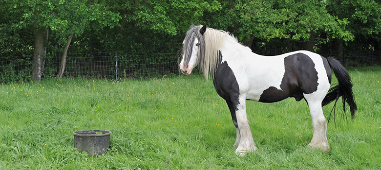 Un american paint horse dans un champ