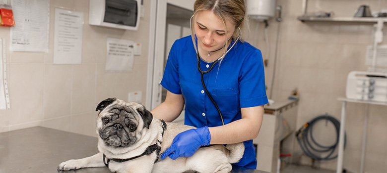 Une femme vétérinaire écoute le cœur d'un chien - La Prévention Médicale