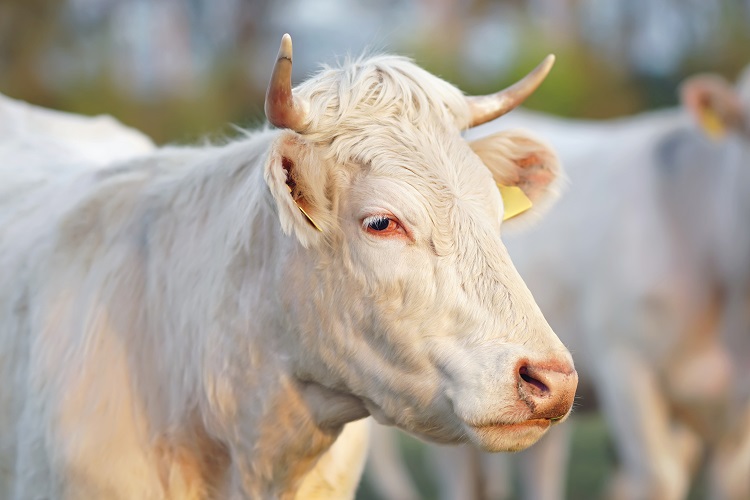 Obstétrique bovine