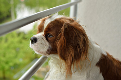 chienne Cavalier King Charles