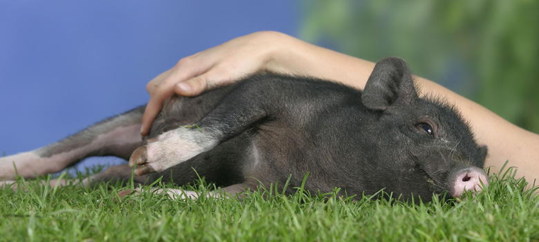 Un cochon nain allongé dans l'herbe - La Prévention Médicale