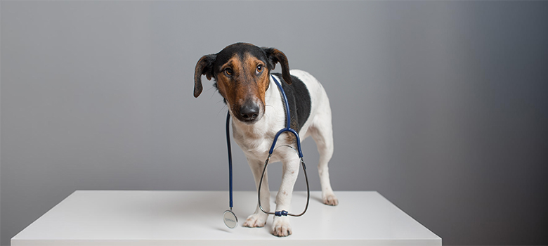 Un chien sur une table avec un stéthoscope autour du cou - La Prévention Médicale