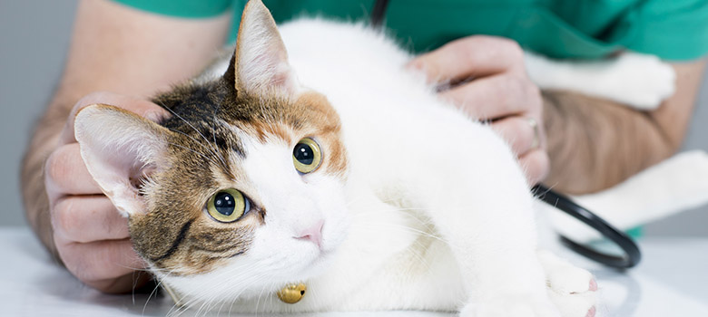 Vétérinaire écoutant le cœur d'un chat - La Prévention Médicale