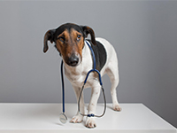 Un chien sur une table avec un stéthoscope autour du cou - La Prévention Médicale