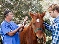 Un vétérinaire administre un traitement à une jument - La Prévention Médicale