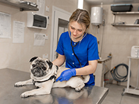 Une femme vétérinaire écoute le cœur d'un chien - La Prévention Médicale