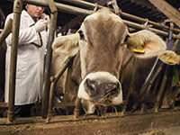 Un vétérinaire examine une vache - La Prévention Médicale