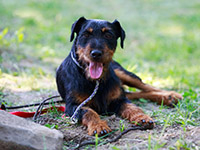 Un chien de race Jagdterrier allongé dans l'herbe - La Prévention Médicale