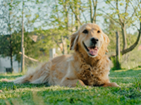 Chienne golden retriever allongée dans l'herbe - La Prévention Médicale